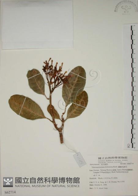 蘭嶼馬蹄花藏品圖，第1張