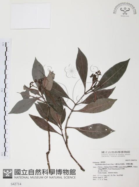 琉球九節木藏品圖，第1張