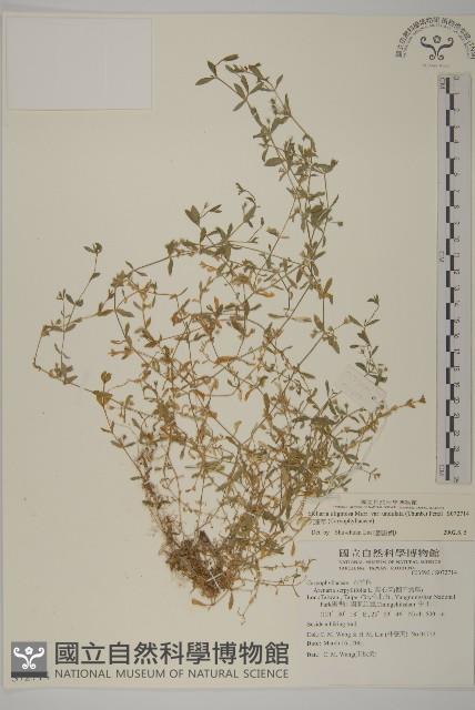 天蓬草藏品圖，第1張