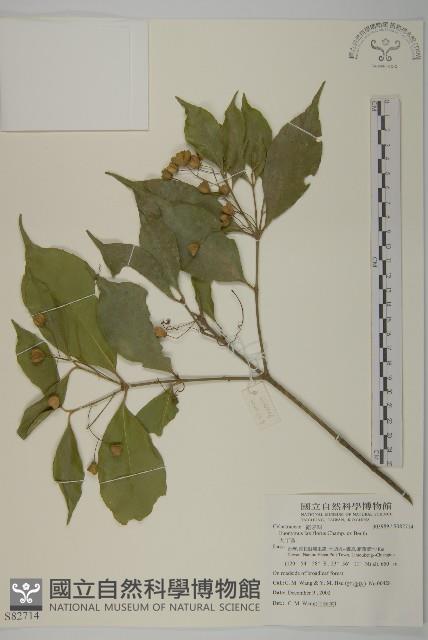 大丁黃藏品圖，第1張