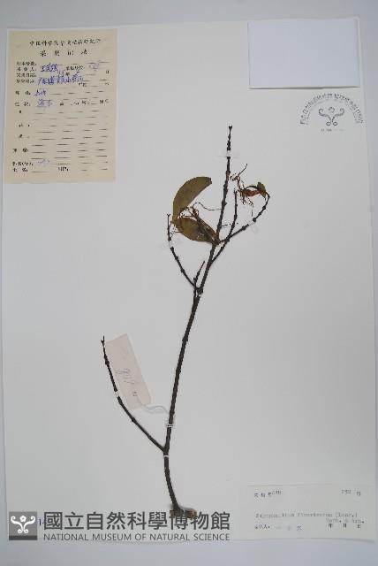 羊角扭藏品圖，第1張