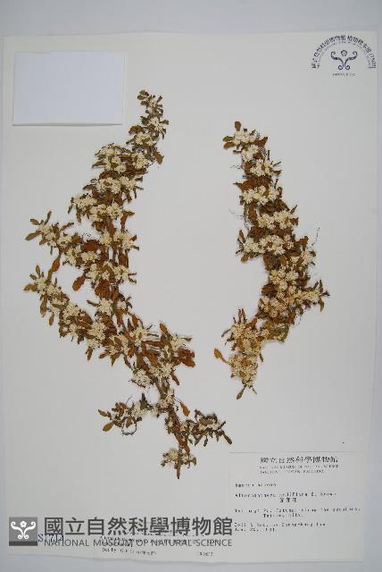 匙葉蓮子草藏品圖，第1張