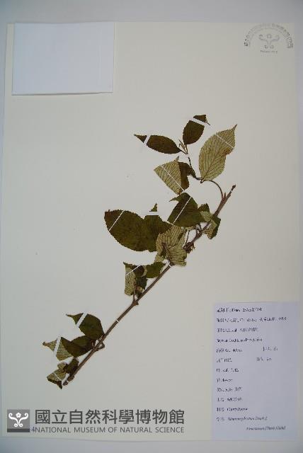 蝴蠂莢迷藏品圖，第1張