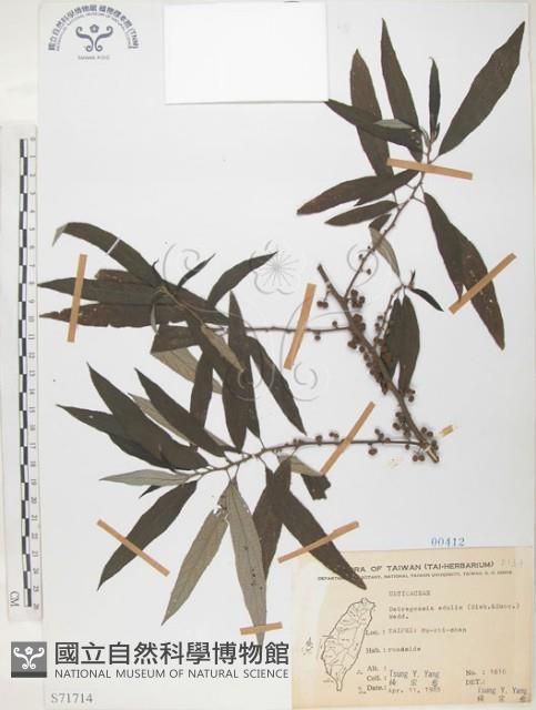 水麻藏品圖，第1張