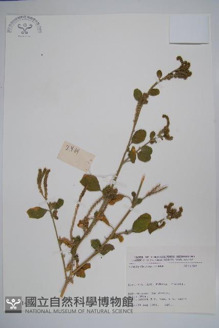 登錄號:S025714藏品圖，第1張