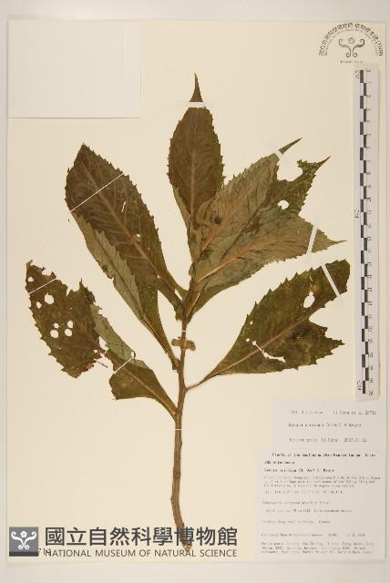 木耳菜藏品圖，第1張