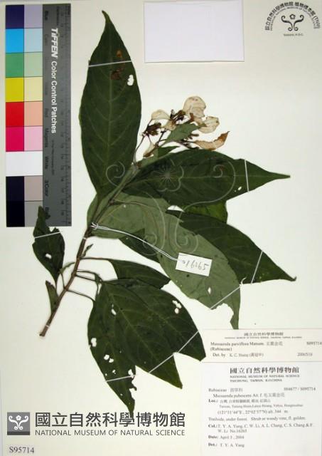 玉葉金花藏品圖，第1張