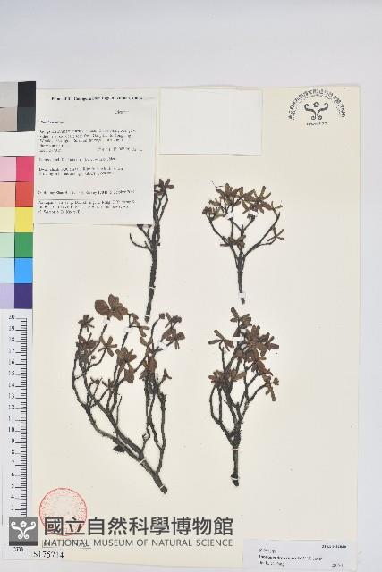 岩生杜鵑花藏品圖，第1張