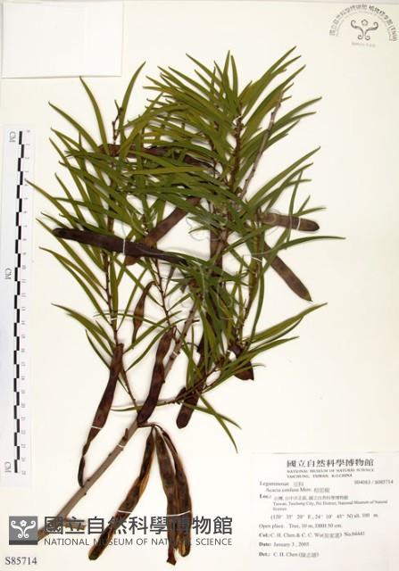 相思樹藏品圖，第1張