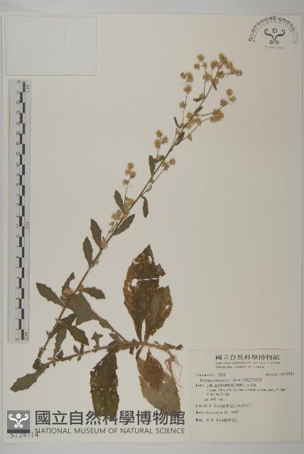 無梗艾納香藏品圖，第1張