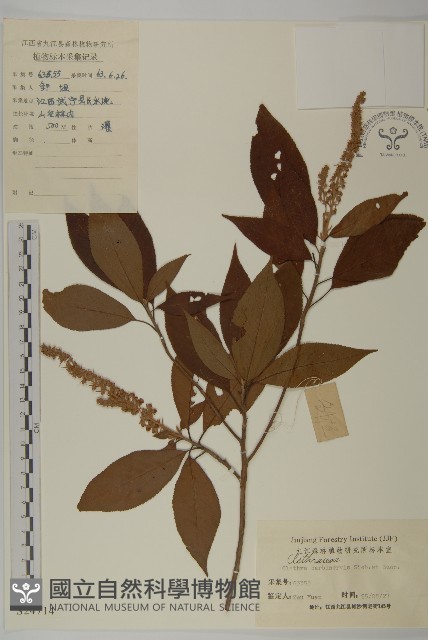 華東山柳藏品圖，第1張
