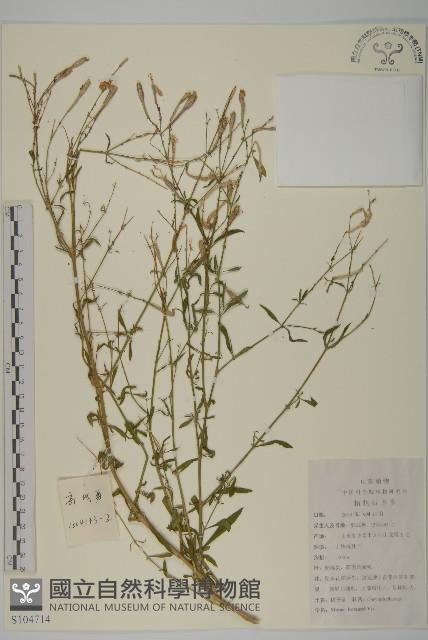 蠅子草藏品圖，第1張