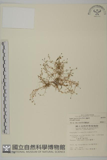 瓜槌草、漆姑草藏品圖，第1張