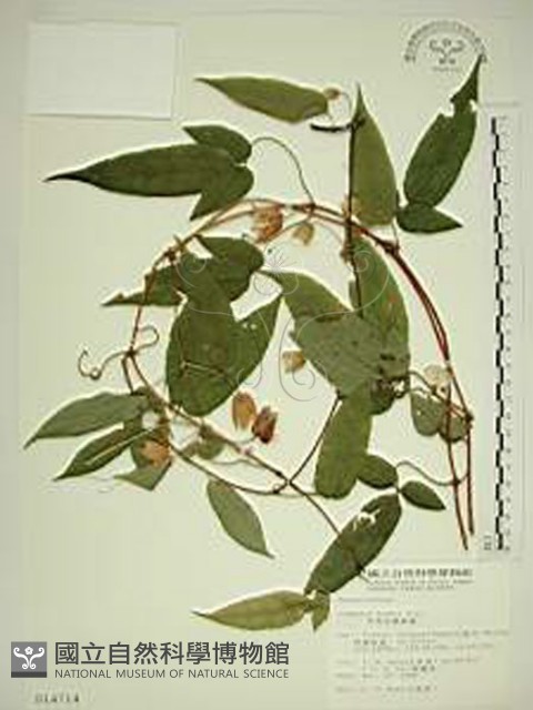 亨利氏鐵線蓮藏品圖，第1張