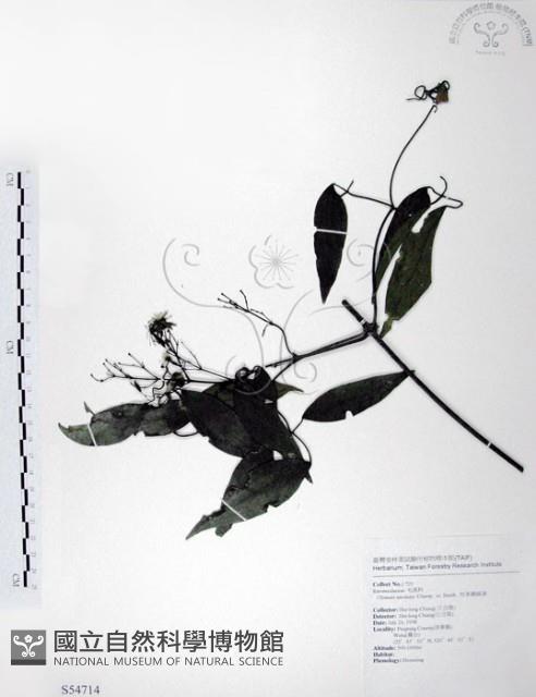 柱果鐵線蓮藏品圖，第1張