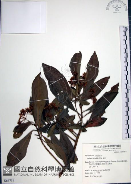 樹杞藏品圖，第1張