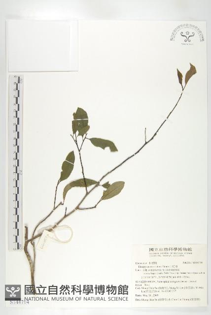 山紅柿藏品圖，第1張