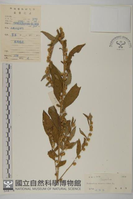 天名精藏品圖，第1張