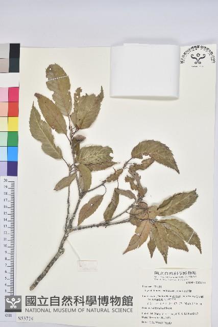 白背櫟藏品圖，第1張