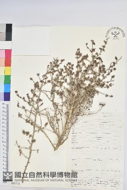 登錄號:S093714藏品圖，第1張