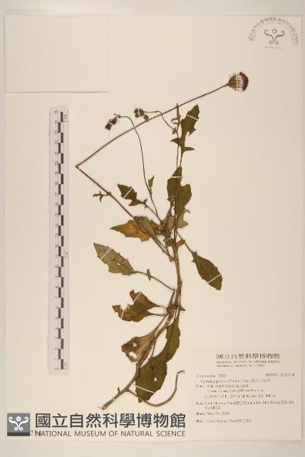 黃花三七草藏品圖，第1張