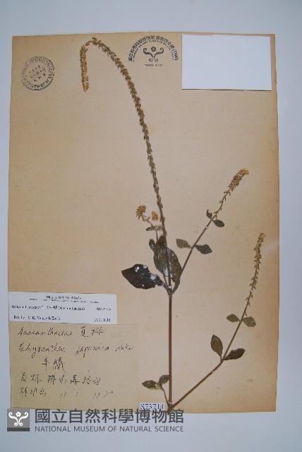 土牛膝藏品圖，第1張