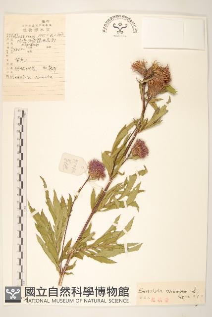 偽泥胡菜藏品圖，第1張