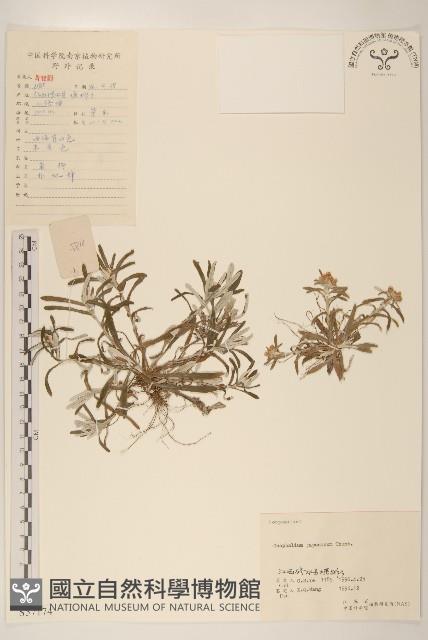 女貞藏品圖，第1張