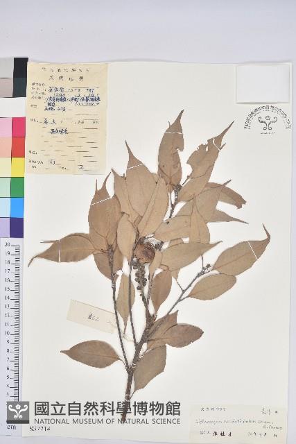 尾葉石櫟藏品圖，第1張