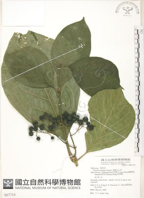 錫蘭玉心花藏品圖，第1張