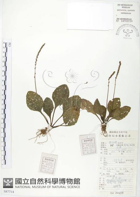 車前草藏品圖，第1張