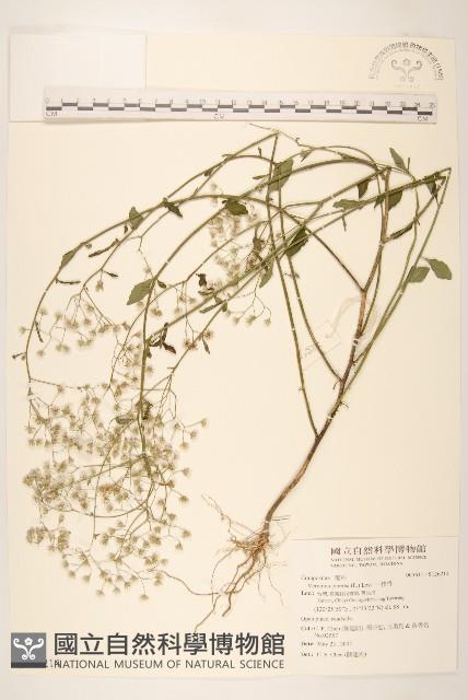 一枝香藏品圖，第1張