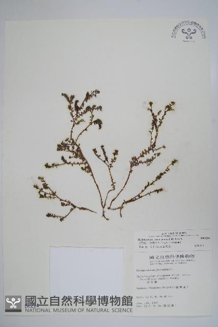 山豆根、台灣天芹菜藏品圖，第1張