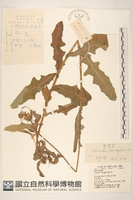 Accession Number:S036214 Collection Image, Figure 1, Total 3 Figures