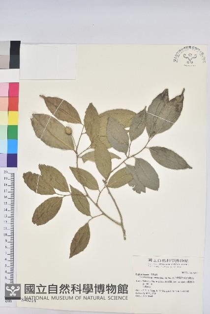 交力坪鐵色藏品圖，第1張