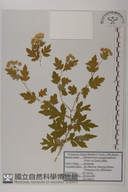 甘菊藏品圖，第1張