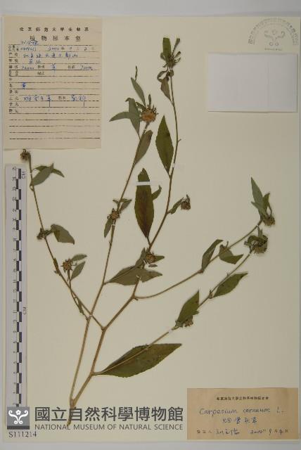 杓兒菜藏品圖，第1張