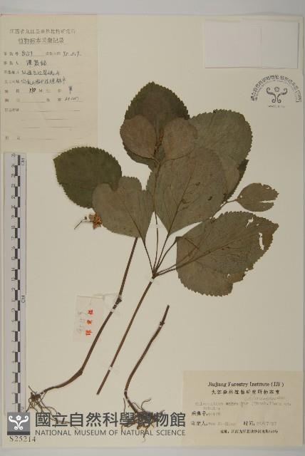 及己藏品圖，第1張