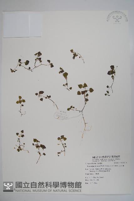 山桔梗藏品圖，第1張