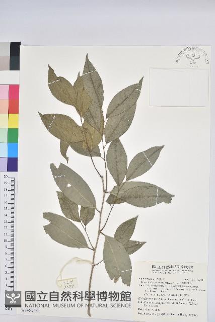 交力坪鐵色藏品圖，第1張