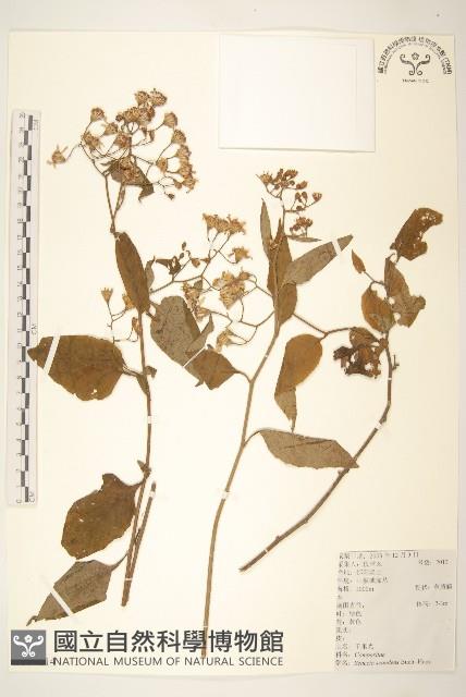 蔓黃菀藏品圖，第1張