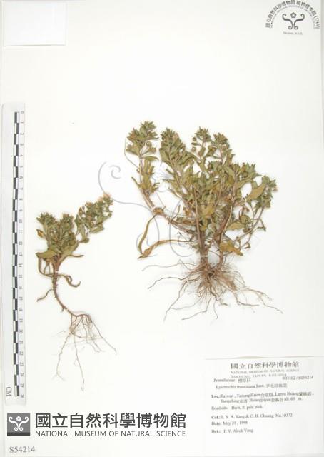 茅毛珍珠菜藏品圖，第1張