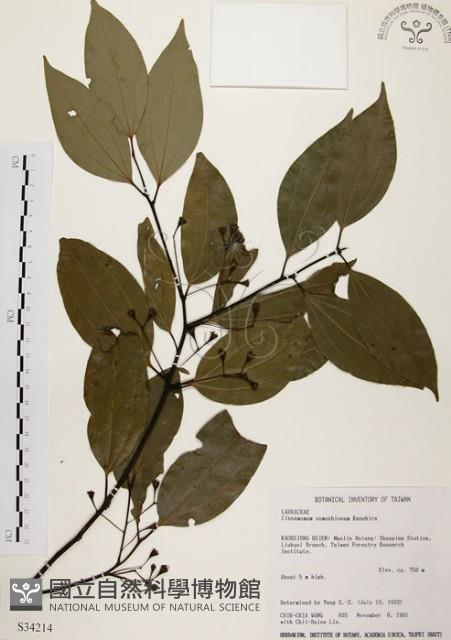 土肉桂藏品圖，第1張