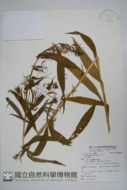 大本山梗菜藏品圖，第1張
