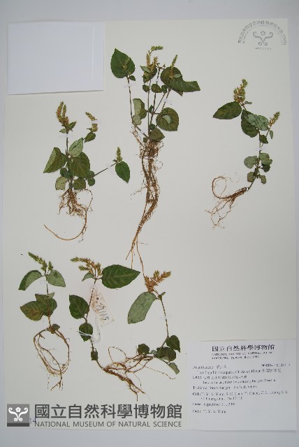 卵葉鱗球花藏品圖，第1張