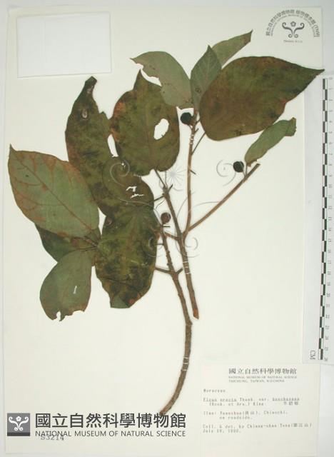Beechey's Fig Collection Image