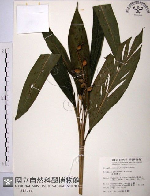山月桃藏品圖，第1張