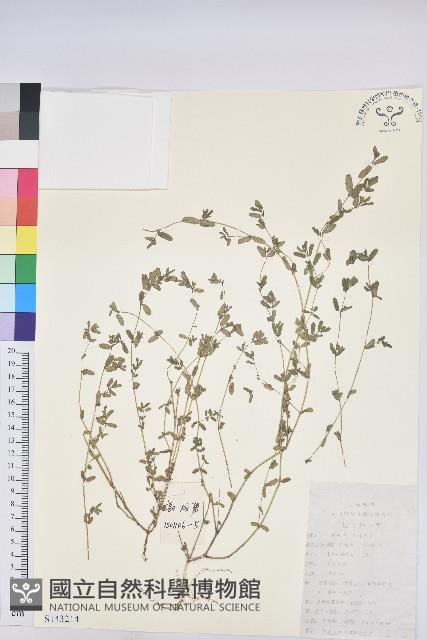 地錦藏品圖，第1張