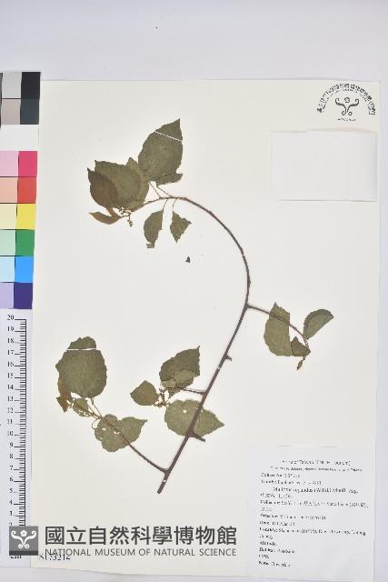 扛香藤藏品圖，第1張