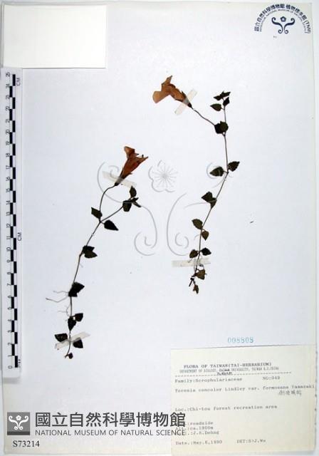 倒地蜈蚣、四角銅鑼藏品圖，第1張